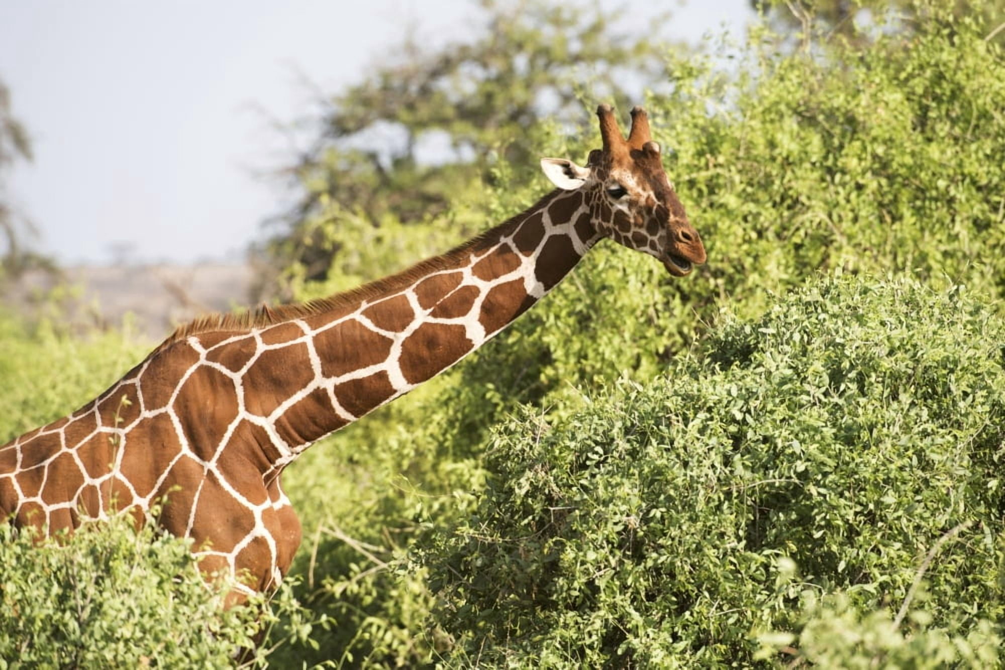 Close up of head and shoulders of a Reticulated Giraffe (Giraffa camelopardalis) Samburu National Reserve Kenya Canvas Art - Kenneth Whitten Design Pics (19 x 12)