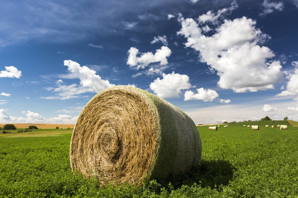 Close up of large round hay bale in an alfalfa field with clouds and blue sky Acme Alberta Canada Canvas Art - Michael Interisano Design Pics (19 x 12)