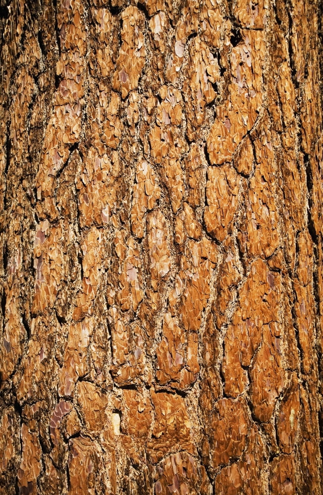 Close up of ponderosa pine tree bark in the san jacinto mountainsCalifornia united states of america Canvas Art - Charmian Vistaunet Design Pics (24 x 38)
