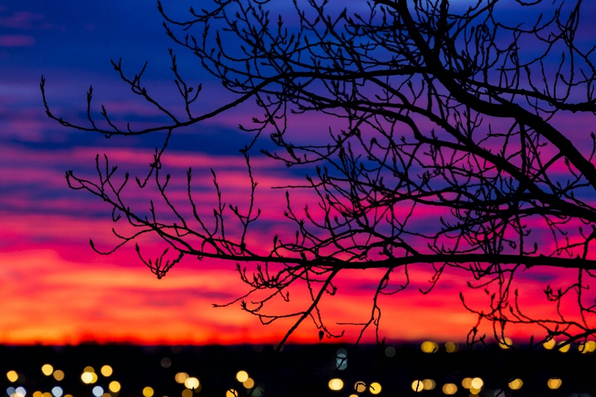 Close up of silhouetted tree branches with dramatically colourful clouds at sunrise with blurred city lights Calgary Alberta Canada Canvas Art - Michael Interisano Design Pics (38 x 24)