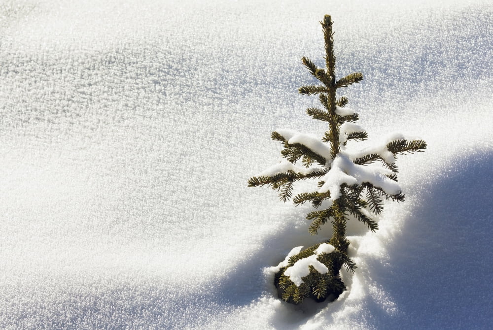 Close up of a small snow covered evergreen tree surrounded by crystal snow and shadows Lake Louise Alberta Canada Canvas Art - Michael Interisano Design Pics (18 x 12)