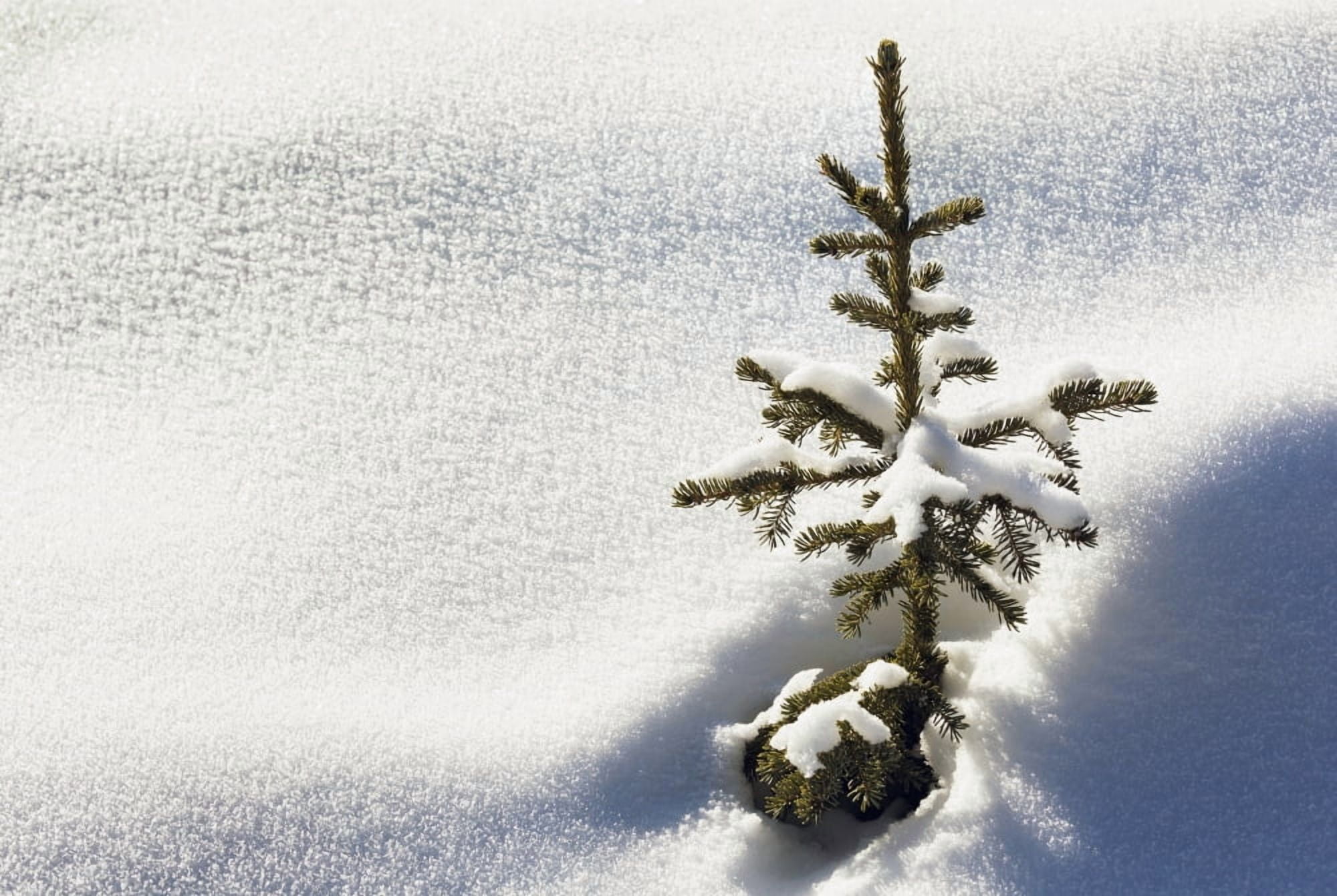Close up of a small snow covered evergreen tree surrounded by crystal snow and shadows Lake Louise Alberta Canada Canvas Art - Michael Interisano Design Pics (36 x 24)