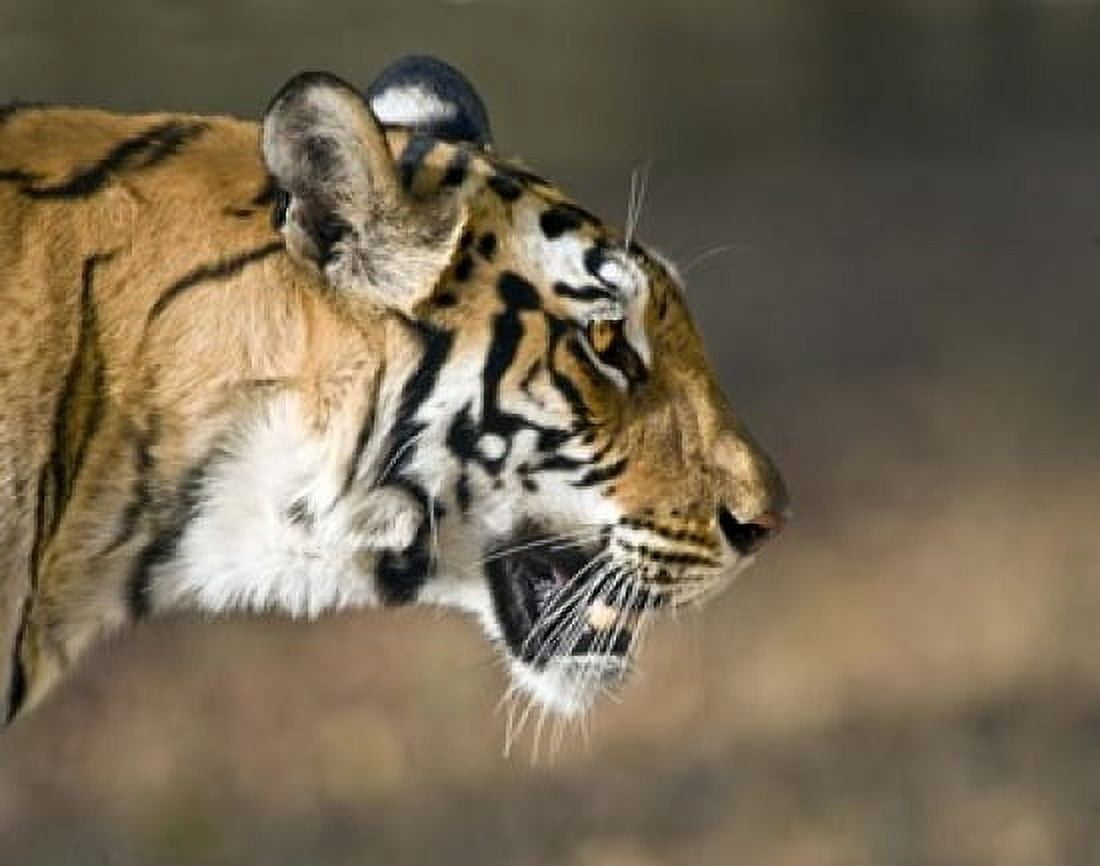 Close-up of a Bengal tiger (Panthera tigris tigris) Bandhavgarh National Park Umaria District Madhya Pradesh India Canvas Art - Panoramic Images (16 x 13)