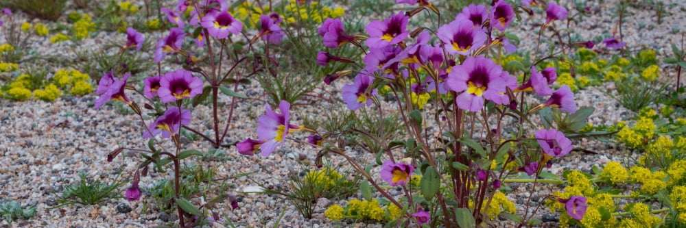 Close-up of Bigelows Monkey Flower (Mimulus bigelovi) and Yellow Peppergrass (Lepidium flavum) flowers in Red Rock Canyon State Park California USA Canvas Art - Panoramic Images (12 x 36)