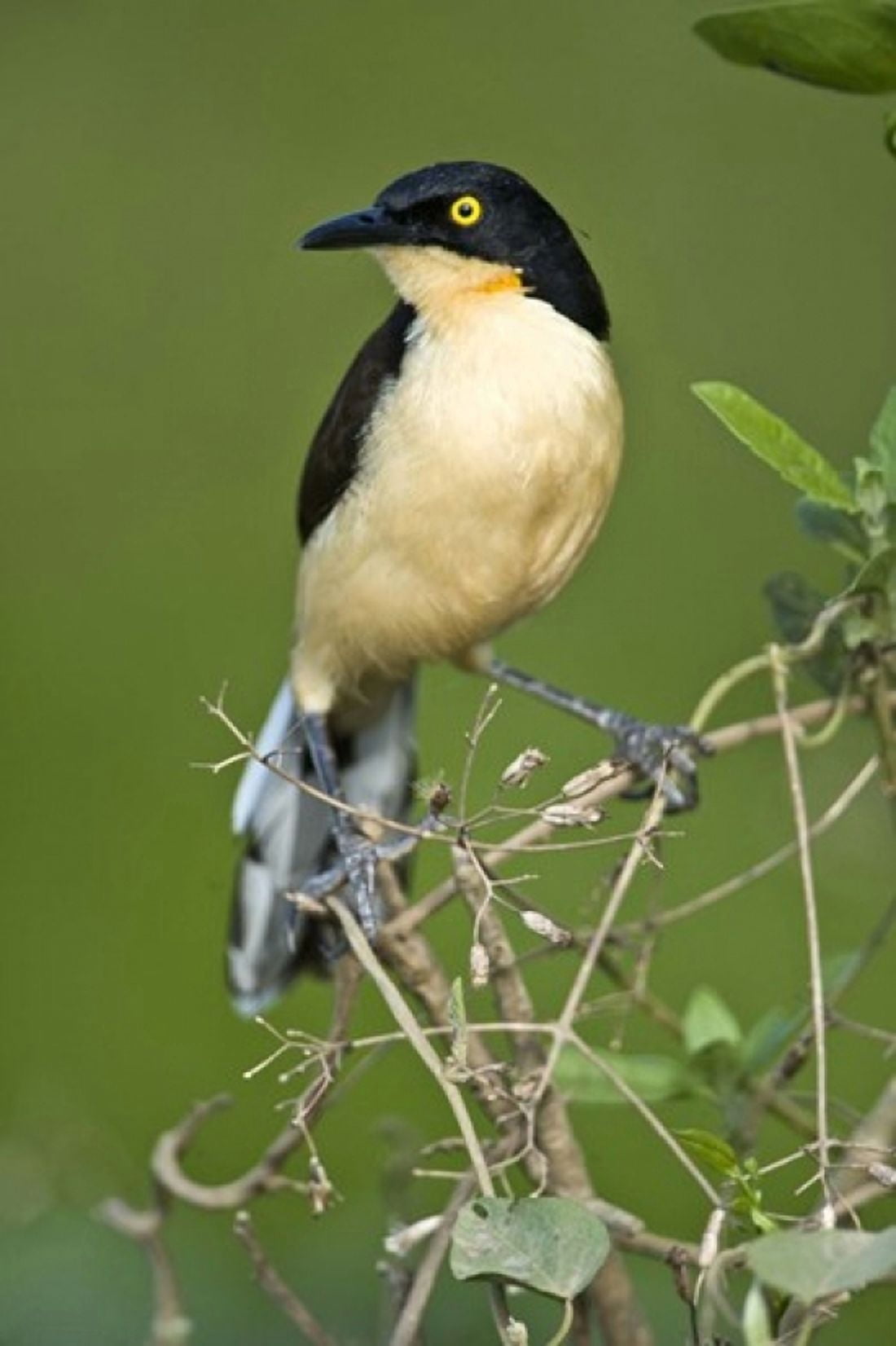 Close-up of a Black-Capped donacobius Three Brothers River Meeting of the Waters State Park Pantanal Wetlands Brazil Canvas Art - Panoramic Images (16 x 24)