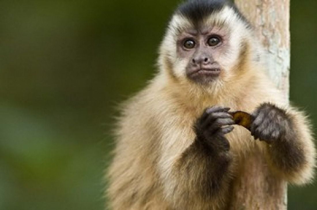 Close-up of a Brown capuchin (Cebus apella) Three Brothers River Meeting of the Waters State Park Pantanal Wetlands Brazil Canvas Art - Panoramic Images (16 x 11)