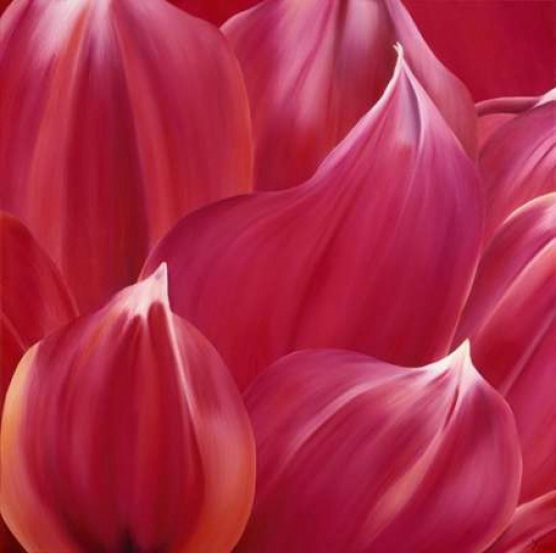 Close up Canvas Art - Yvonne Poelstra-Holzhaus (24 x 24)