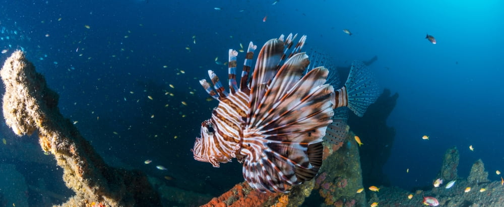 Close-up of a Devil Firefish (Pterois miles) swimming above Coopers Light Wreck Tzaneen Limpopo Province South Africa Canvas Art - Panoramic Images (36 x 12)
