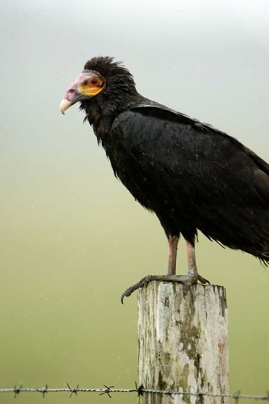 Close-up of a Lesser Yellow-Headed vulture (Cathartes burrovianus) perching on wooden post Cano Negro Costa Rica Canvas Art - Panoramic Images (16 x 24)