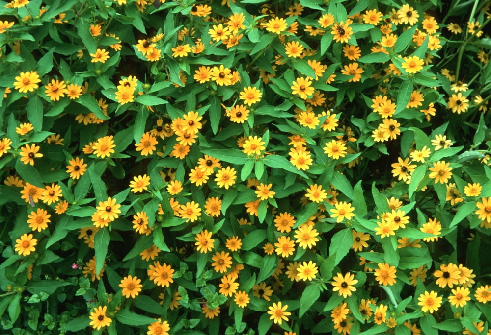 Close-up of Million Gold Melampodium (Melampodium paludosum) flowers growing on plant Marion County Illinois USA Canvas Art - Panoramic Images (24 x 36)