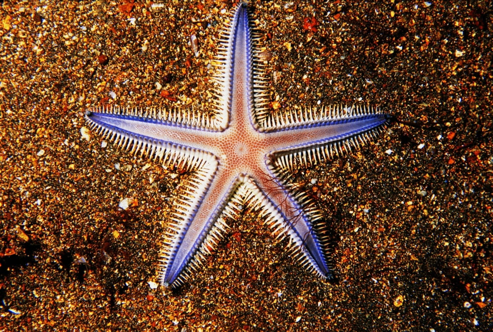 Close-up Of Sea star On Colorful Sand Galapagos Canvas Art - Ed Robinson Design Pics (38 x 26)