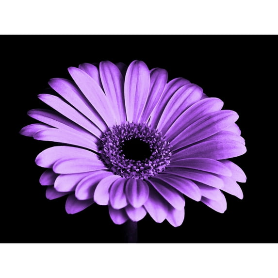 Close-up Purple Flower Large Wall Art Print