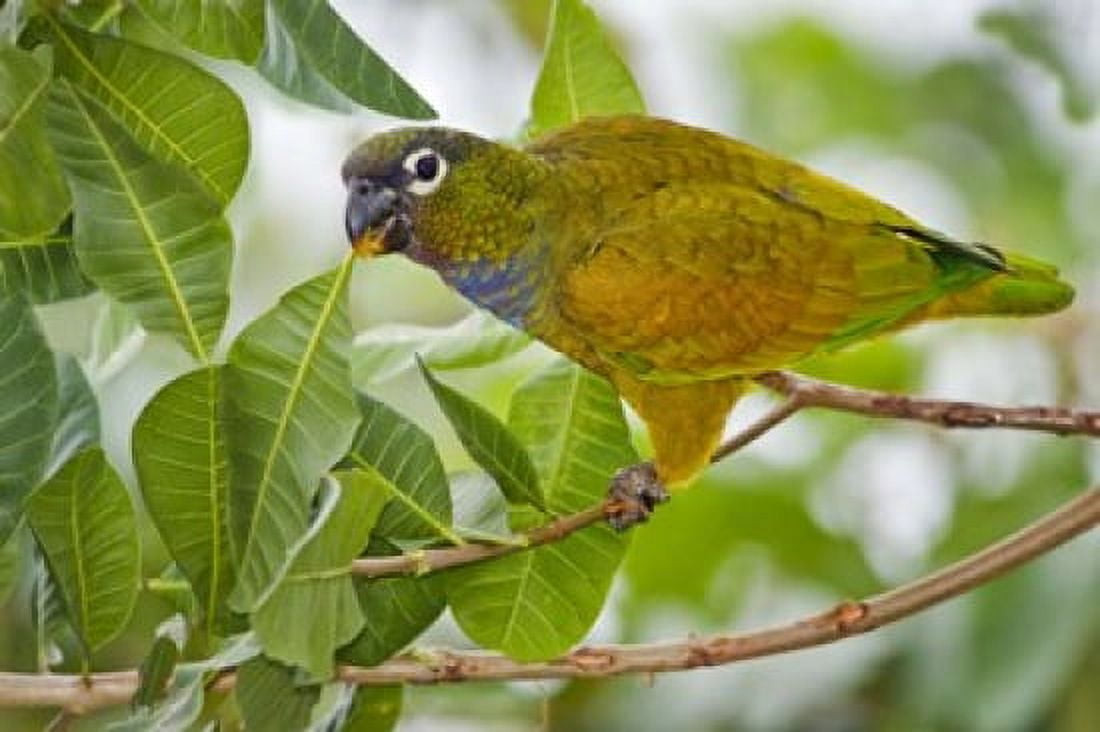 Close-up of a Scaly-Headed parrot Three Brothers River Meeting of the Waters State Park Pantanal Wetlands Brazil Canvas Art - Panoramic Images (16 x 11)