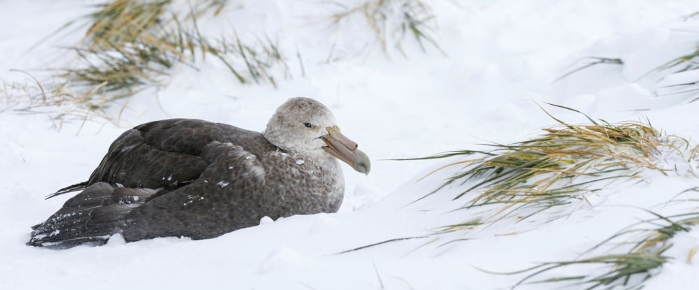Close-up of Southern Giant Petrel (Macronectes giganteus) and Snow Tussock grass Salisbury Plain South Georgia Island Canvas Art - Panoramic Images (36 x 12)