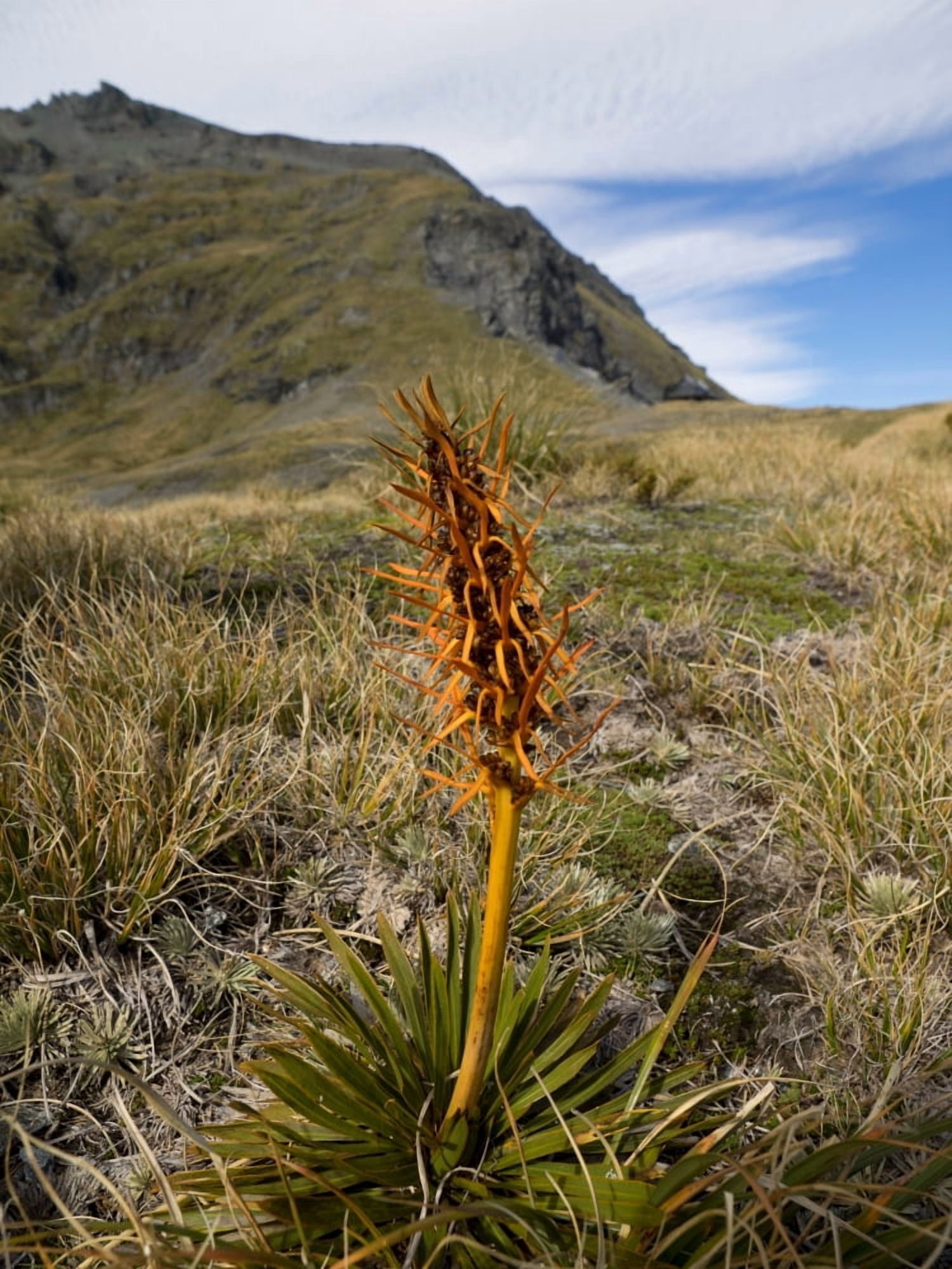 Close-up of Spaniard plant growing in a forest Mount Aspiring National Park West Coast South Island New Zealand Canvas Art - Panoramic Images (24 x 36)