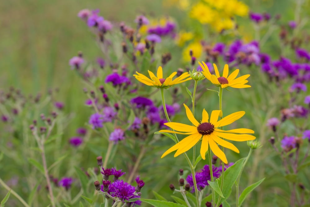 Close-up of Sweet Black-eyed Susan (Rudbeckia subtomentosa) and Missouri Ironweed (Vernonia missurica) flowers blooming in a garden Marion County Illinois USA Canvas Art - Panoramic Images (24 x 36)