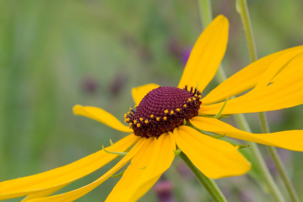 Close-up of Sweet Black-eyed Susan (Rudbeckia subtomentosa) flower blooming in a garden Marion County Illinois USA Canvas Art - Panoramic Images (18 x 24)