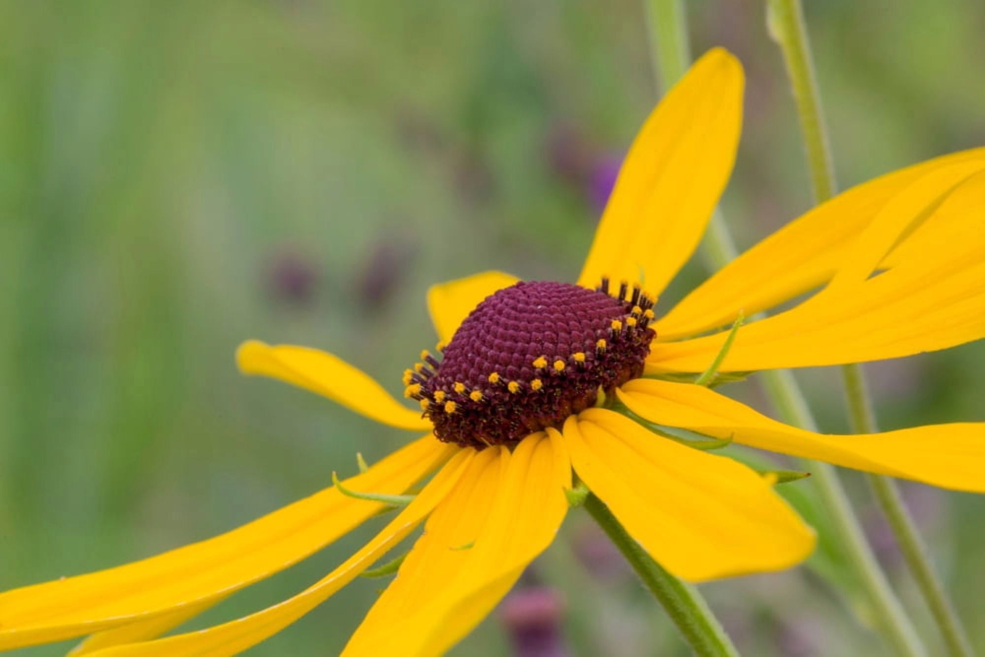 Close-up of Sweet Black-eyed Susan (Rudbeckia subtomentosa) flower blooming in a garden Marion County Illinois USA Canvas Art - Panoramic Images (24 x 36)