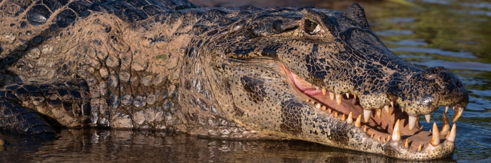 Close-up of Yacare Caiman (Caiman yacare) in a river Pantanal Matogrossense National Park Pantanal Wetlands Brazil Canvas Art - Panoramic Images (6 x 18)