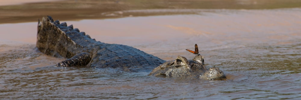 Close-up of Yacare Caimans (Caiman yacare) with butterfly on snout Pantanal Matogrossense National Park Pantanal Wetlands Brazil Canvas Art - Panoramic Images (12 x 36)
