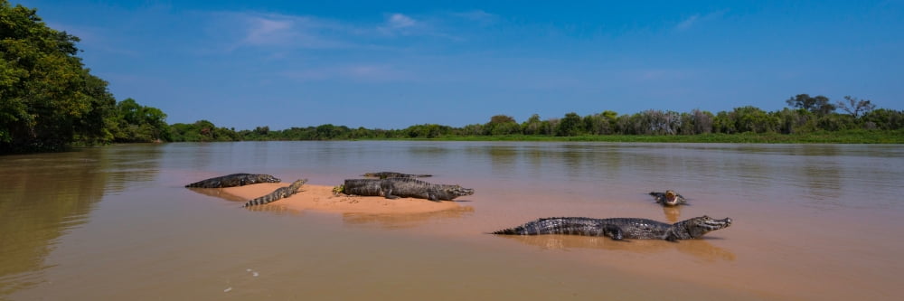 Close-up of Yacare Caimans (Caiman yacare) in a river Pantanal Matogrossense National Park Pantanal Wetlands Brazil Canvas Art - Panoramic Images (12 x 36)