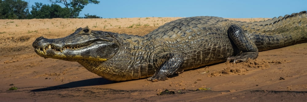 Close-up of Yacare Caimans (Caiman yacare) at riverbank Pantanal Matogrossense National Park Pantanal Wetlands Brazil Canvas Art - Panoramic Images (6 x 18)