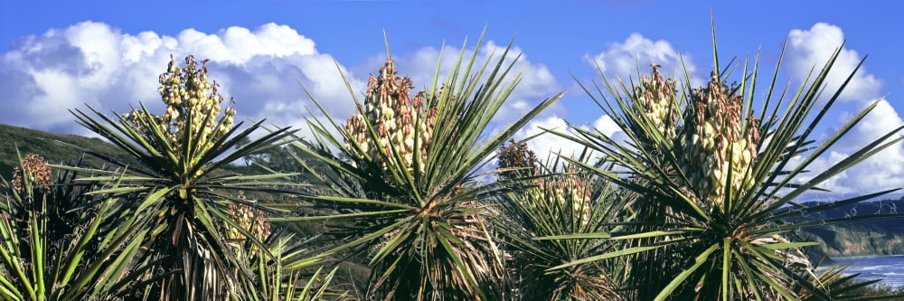 Close-up of Yucca plants in bloom Torrey Pines State Natural Reserve San Diego San Diego County California USA Canvas Art - Panoramic Images (36 x 12)