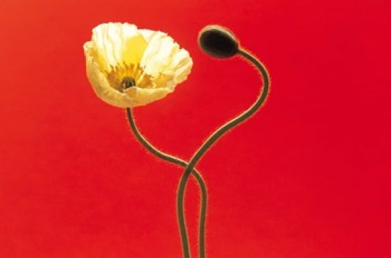 Close up cream poppy and seed pod on red background Canvas Art - Panoramic Images (36 x 24)