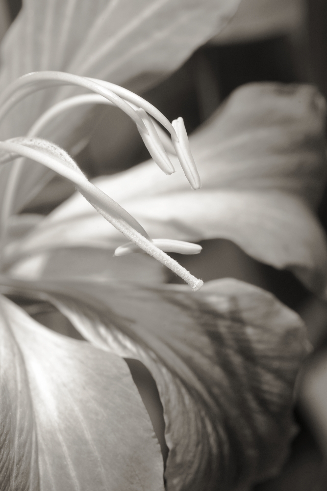 Close-up detail of a hong kong orchid (black and white photograph) Canvas Art - Allan Seiden Design Pics (11 x 17)