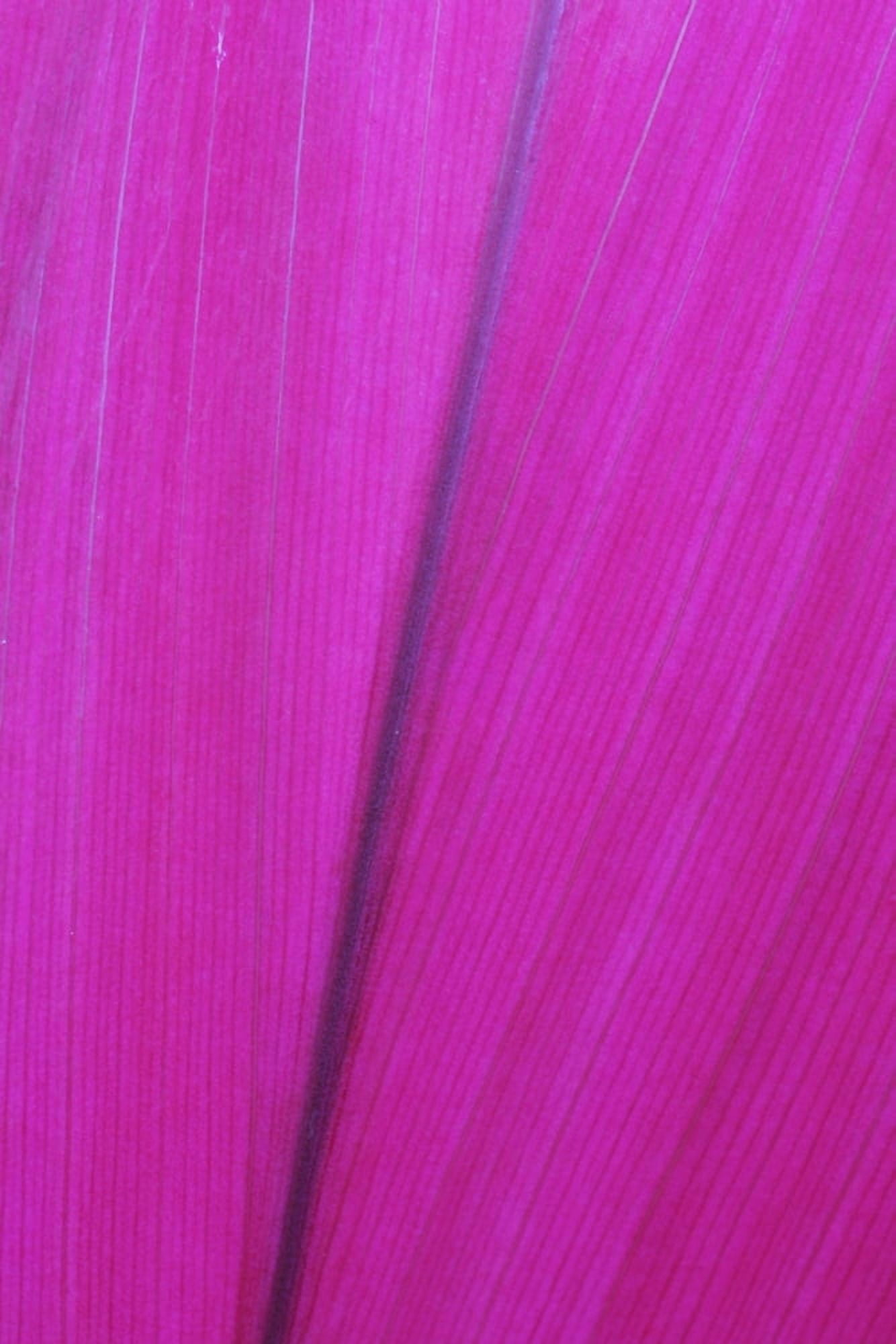 Close up detail of a pink flower petal Hawaii United States of America Canvas Art - Scott Mead Design Pics (12 x 19)