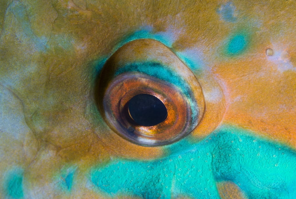 Close-up detail of parrotfish eye Solomon Islands Canvas Art - Steve JonesStocktrek Images (35 x 23)