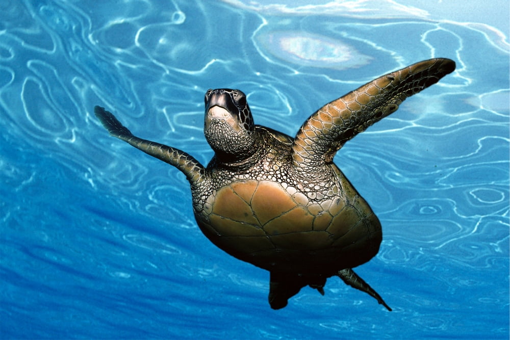 Close-up front underside view green sea turtle (Chelonia mydas) glassy blue surface ocean Canvas Art - Jody Watt Design Pics (38 x 24)