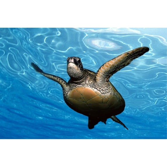 Close-up front underside view green sea turtle glassy blue surface ocean Poster Print