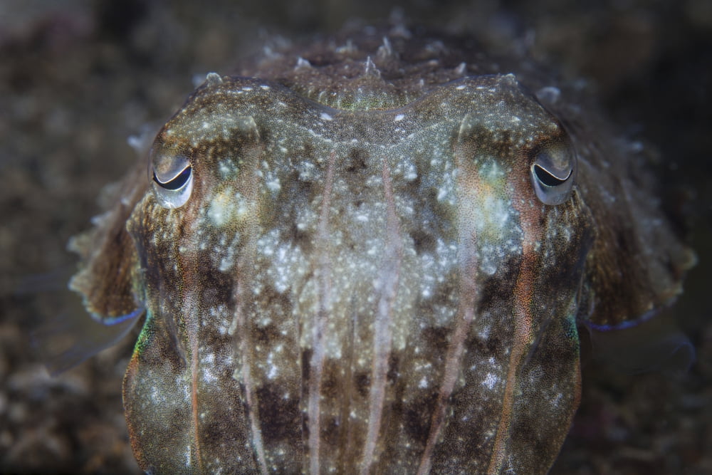 Close-up front view of a broadclub cuttlefish Canvas Art - Ethan DanielsStocktrek Images (34 x 23)