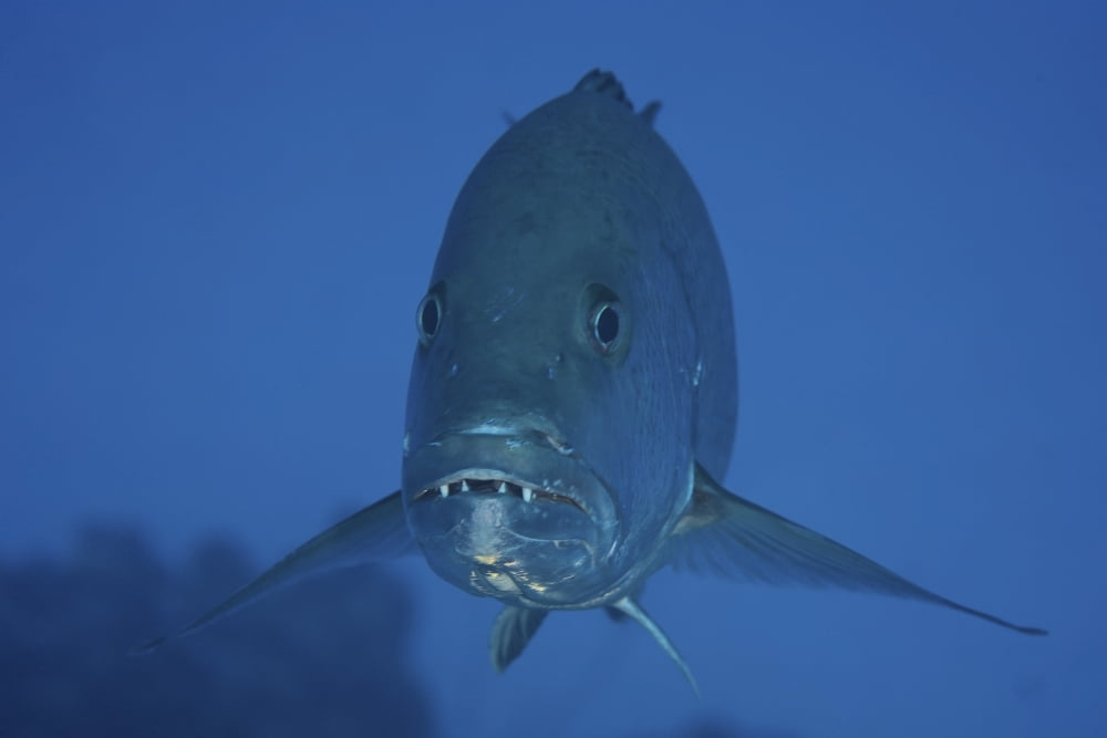Close-up front view of a large Cubera Snapper Canvas Art - Terry MooreStocktrek Images (35 x 23)