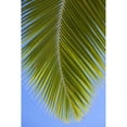 thumbnail image 1 of Close-up of a green coconut tree palm frond against a clear blue sky; Honolulu, Oahu, Hawaii, United States of America by Brandon Tabiolo / Design Pics (12 x 19), 1 of 3