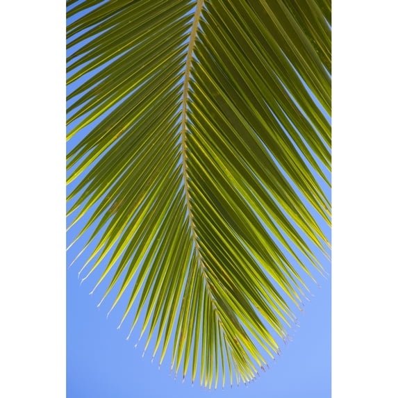 Close-up of a green coconut tree palm frond against a clear blue sky; Honolulu, Oahu, Hawaii, United States of America by Brandon Tabiolo / Design Pics (12 x 19)