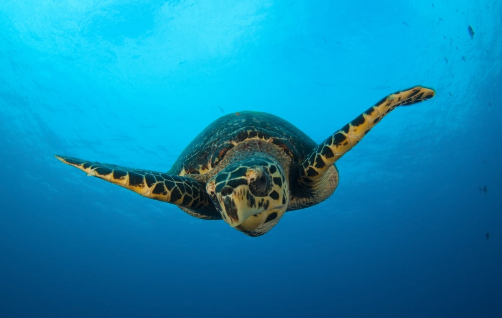 Close-up head on view of a hawksbill sea turtle Canvas Art - Steve JonesStocktrek Images (18 x 12)