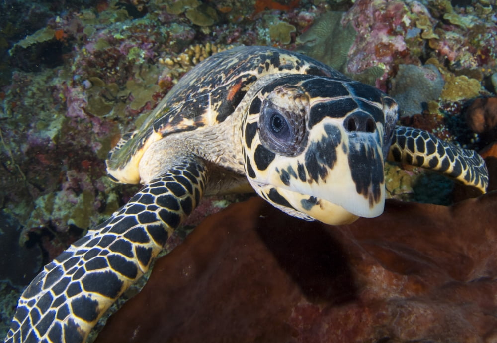 Close-up head on view of a hawksbill sea turtle Canvas Art - Steve JonesStocktrek Images (34 x 24)