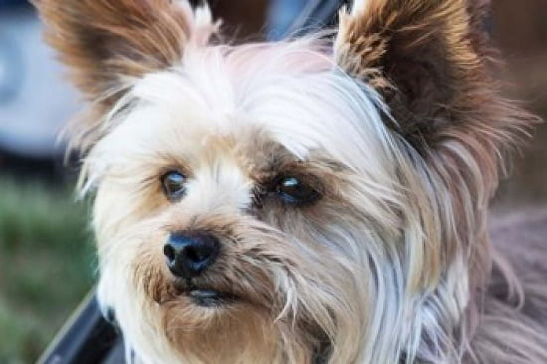 Close-up head witching dog with intent Canvas Art - PiperAnne Worcester DanitaDelimont (24 x 16)