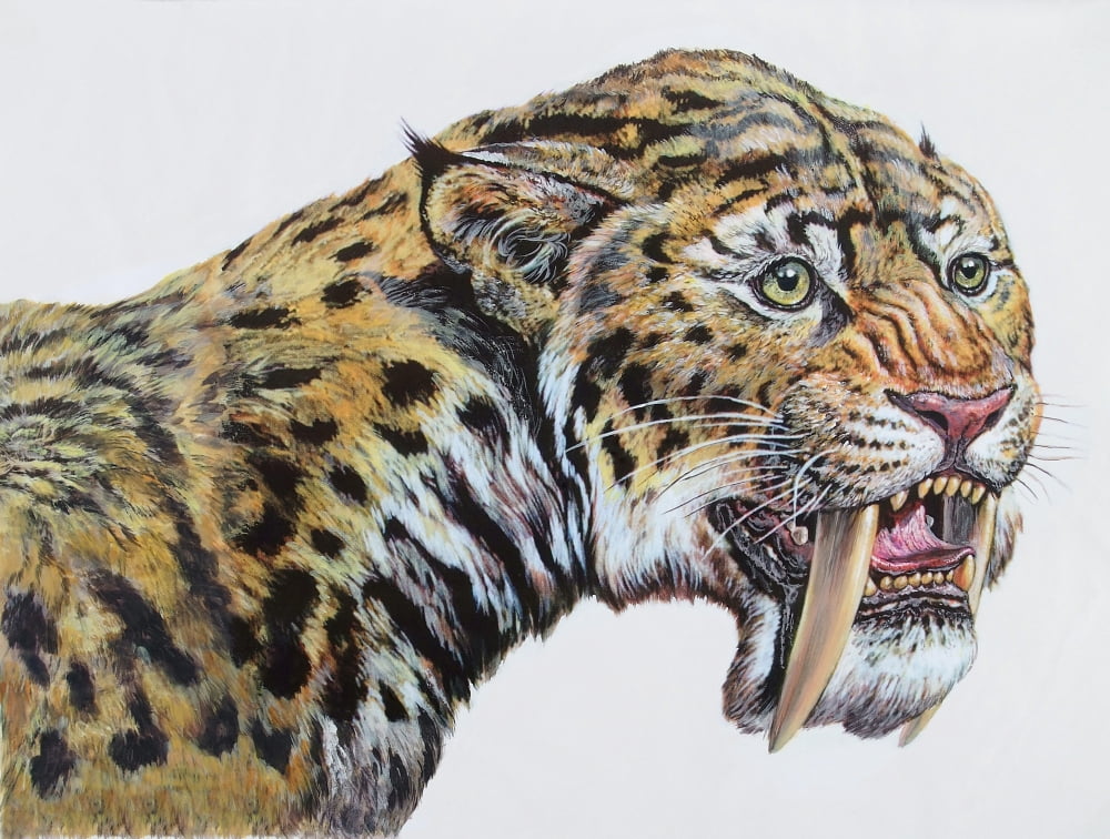 Close-up headshot of Megantereon Pliocene Epoch Canvas Art - Mark HallettStocktrek Images (32 x 24)