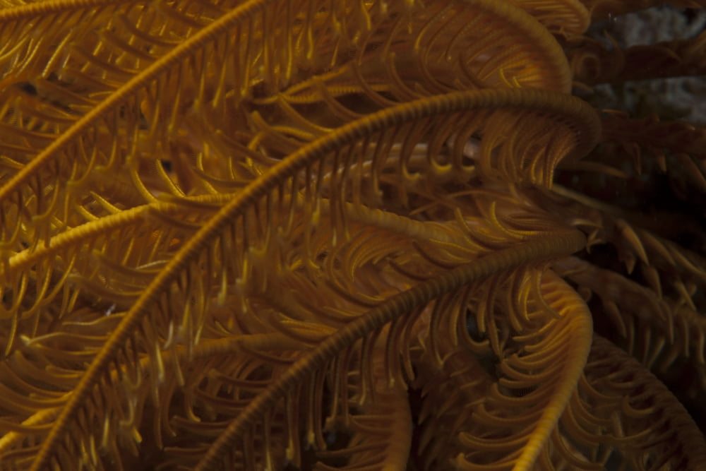Close-up image of a yellow crinoid on a Fijian reef Canvas Art - Terry MooreStocktrek Images (35 x 23)