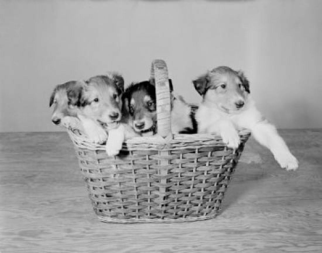 Close up of 5 weeks old Collie pups in basket Canvas Art - (24 x 36)