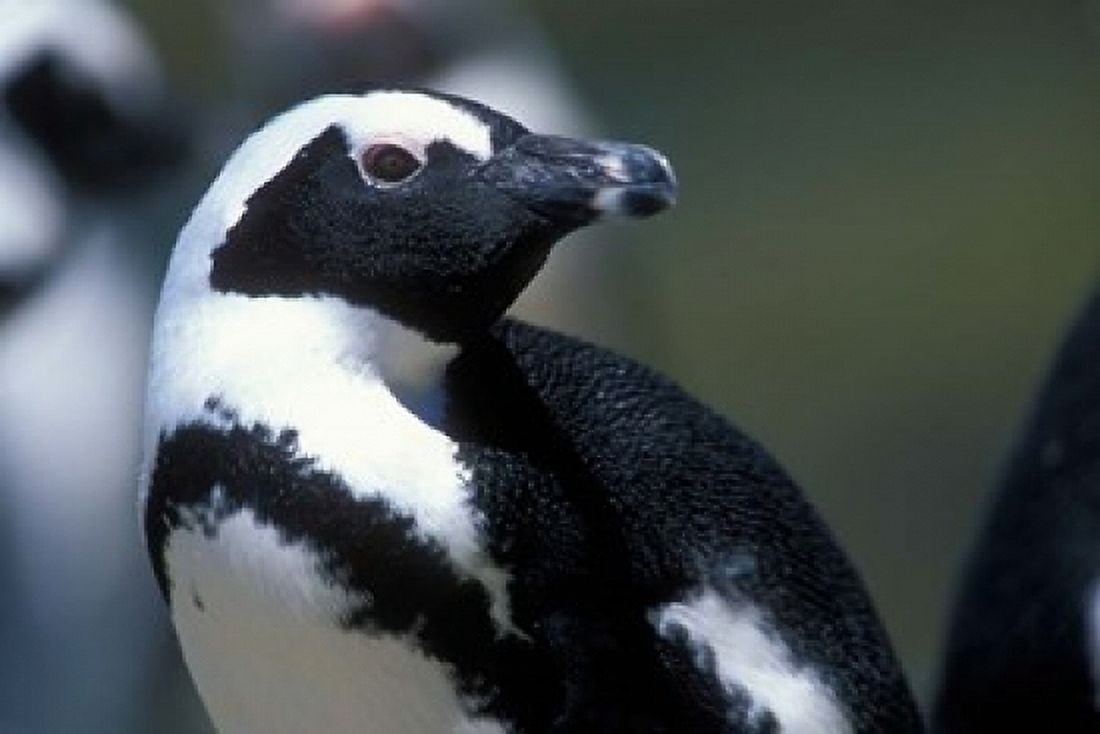 Close up of African Penguin Canvas Art - Paul Souders DanitaDelimont (18 x 12)