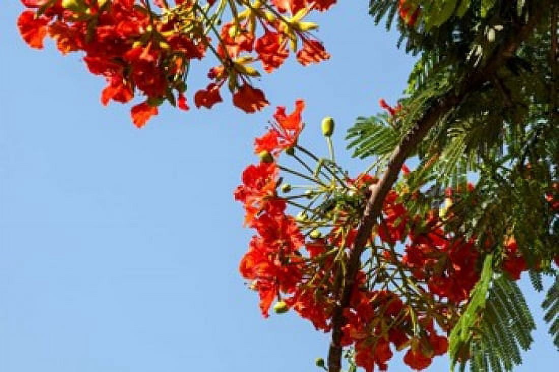 Close-up of African flame tree Stone Town Zanzibar Tanzania Canvas Art - Alida Latham DanitaDelimont (38 x 25)