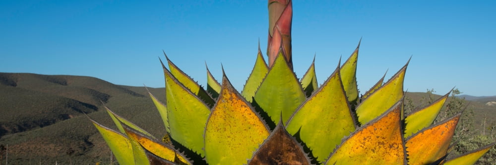 Close-up of Agave plant Baja California Mexico Canvas Art - Panoramic Images (6 x 18)