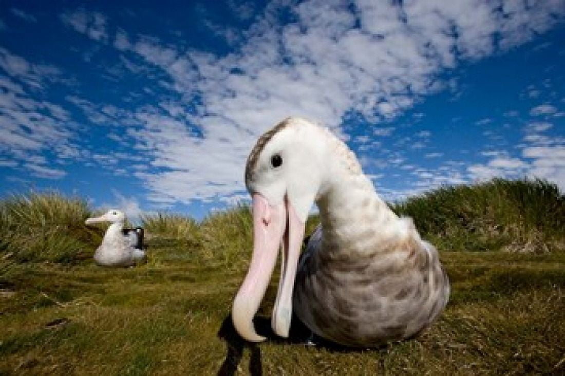 Close up of Albatross Canvas Art - Paul Souders DanitaDelimont (35 x 23)