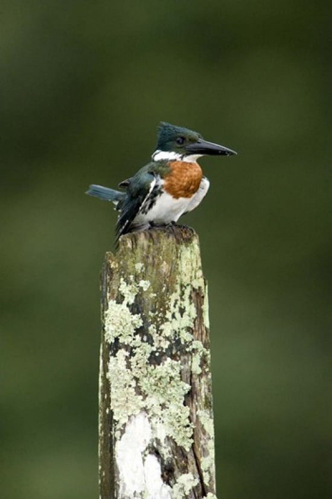 Close-up of Amazon kingfisher (Chloroceryle amazona) perching on a wooden post Cano Negro Costa Rica Canvas Art - Panoramic Images (16 x 24)