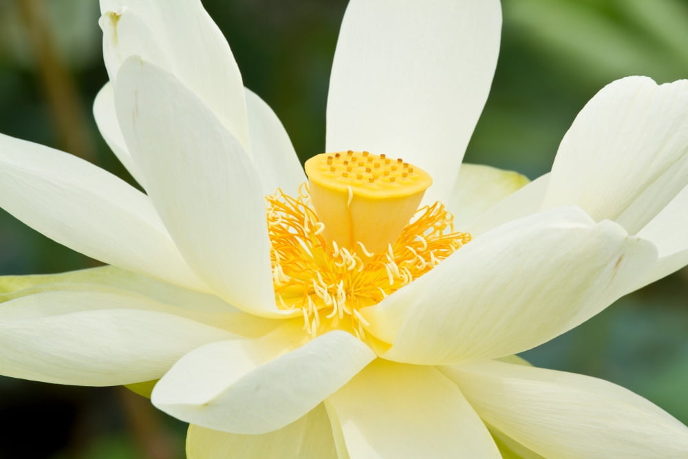 Close-up of American Lotus (Nelumbo lutea) flower blooming Fayette County Illinois USA Canvas Art - Panoramic Images (24 x 36)
