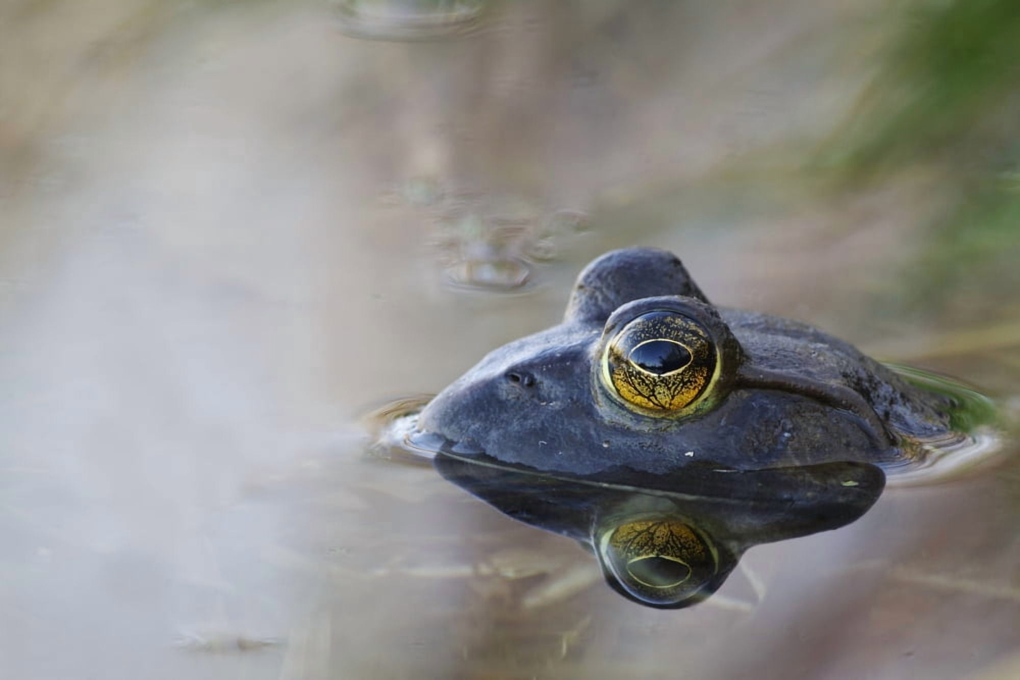 Close-up of American bullfrog partially submerged in water Les Cedres Quebec Canada Canvas Art - Steeve Marcoux Design Pics (19 x 12)